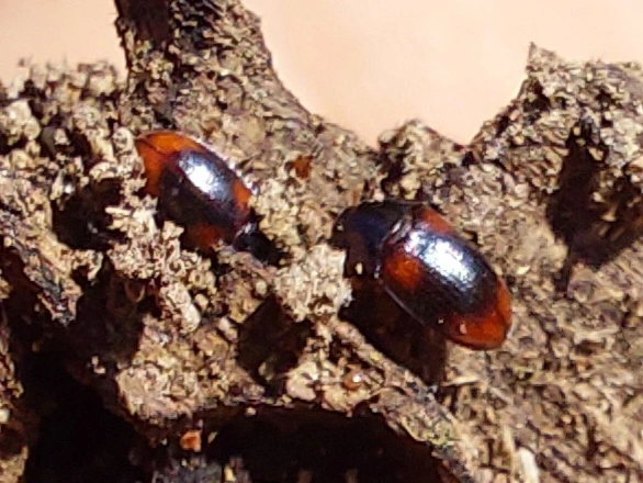 teknős gyászbogár - Diaclina testudinea