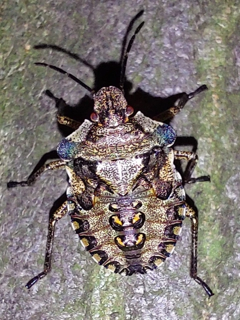 Pentatoma rufipes - vöröslábú címerespoloska Pentatoma rufipes - vöröslábú címerespoloska