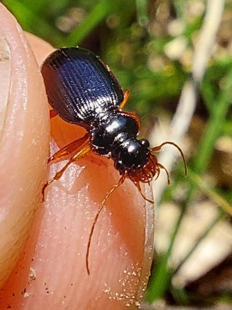 karimás avarfutó - Leistus rufomarginatus
