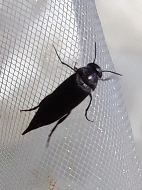 Mordellidae - marókafélék
