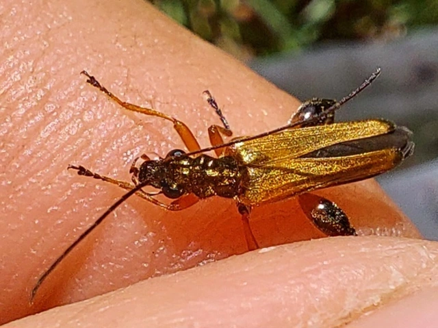 székfű-álcincér - Oedemera podagrariae