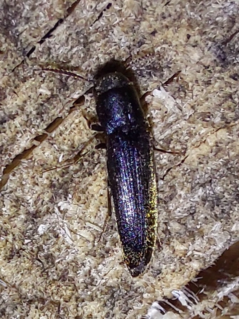 Eucnemidae - tövisnyakúbogár-félék