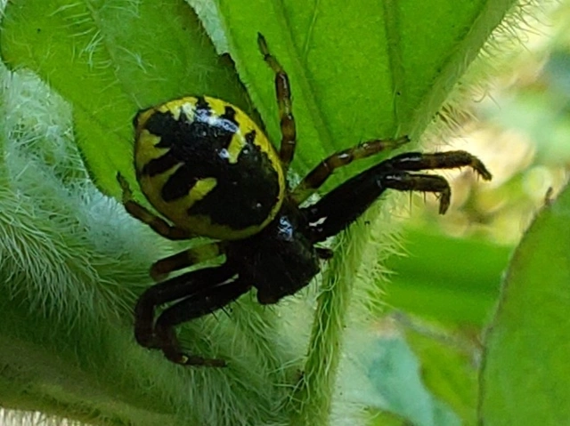 Synema globosum/ornatum