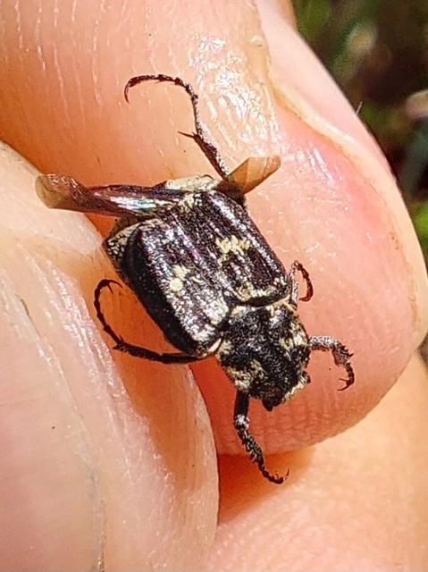 Valgus hemipterus - suta virágbogár