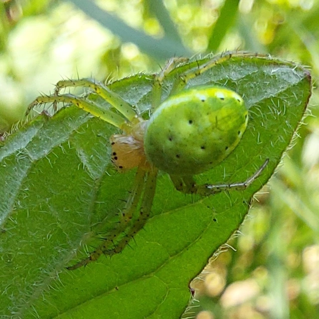 Araniella
