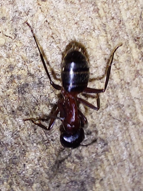faodvasító lóhangya - Camponotus ligniperda