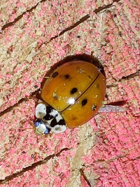 Harmonia axyridis - harlekinkatica