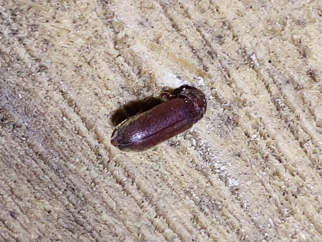 Ptinidae - tolvajbogarak