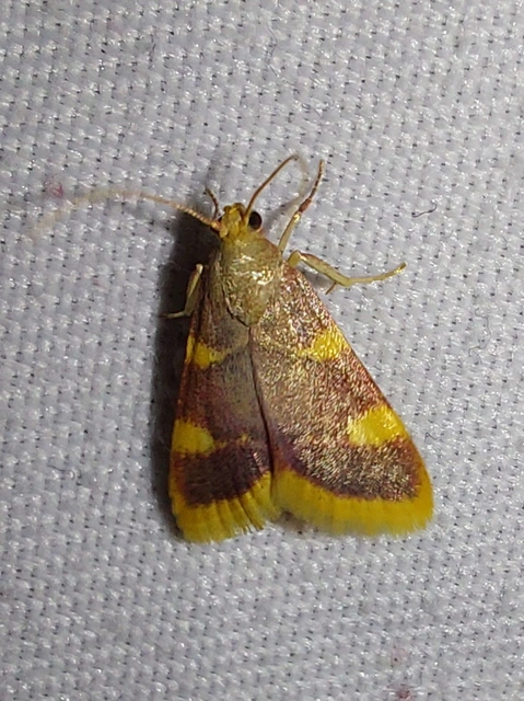 szénailonca - Hypsopygia costalis