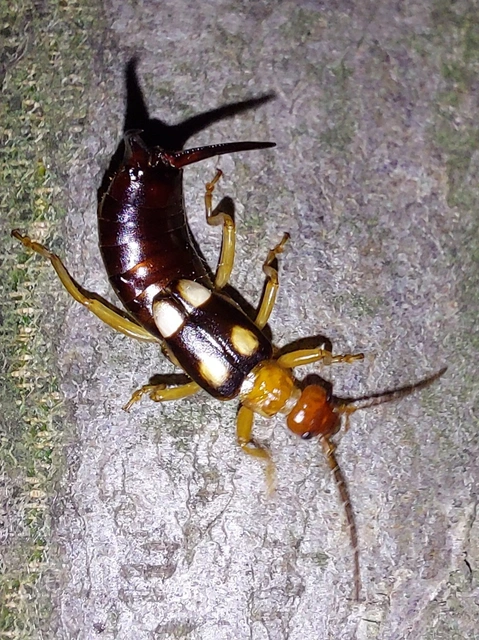 szmirnai fülbemászó - Forficula smyrnensis