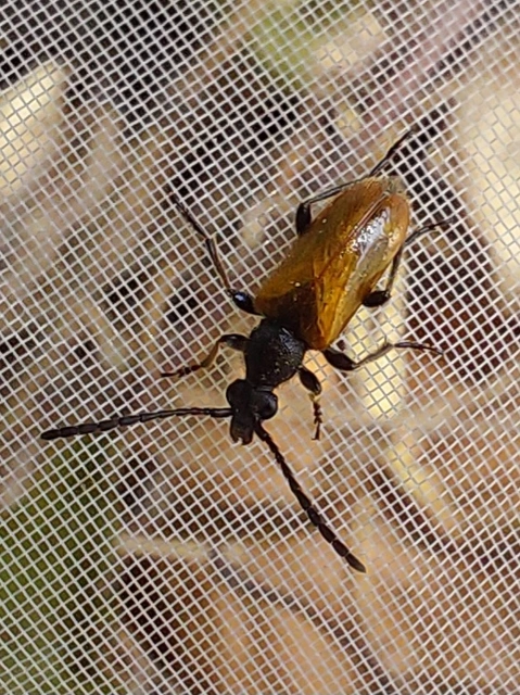 barnás virágcincér - Pseudovadonia livida