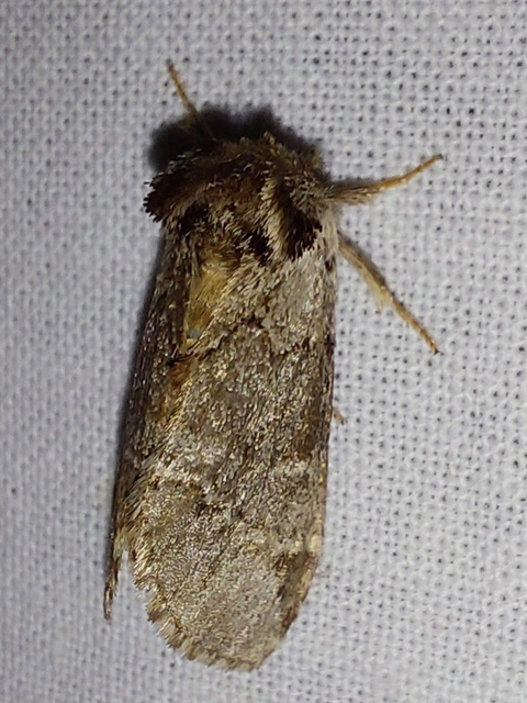 feketefoltos púposszövő - Drymonia obliterata