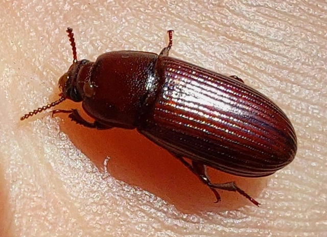 nagy rágványbogár - Uloma culinaris