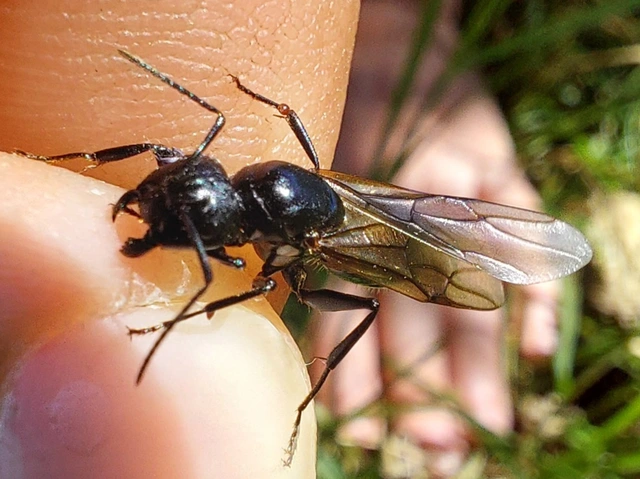 fekete lóhangya - Camponotus vagus