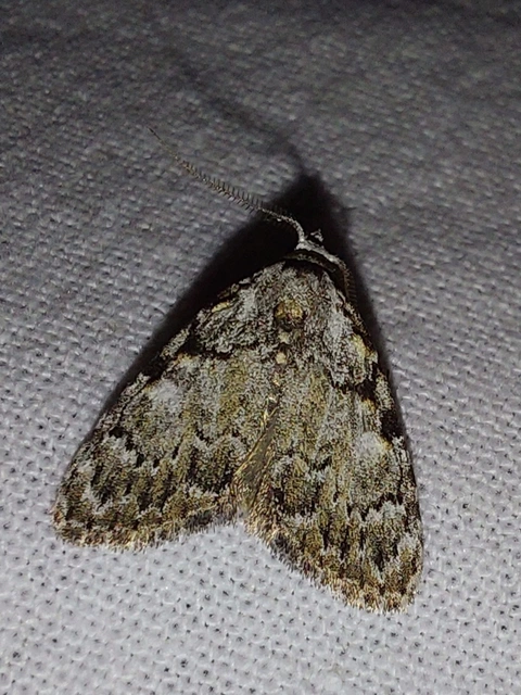 Meganola strigula - hamvas pamacsosszövő