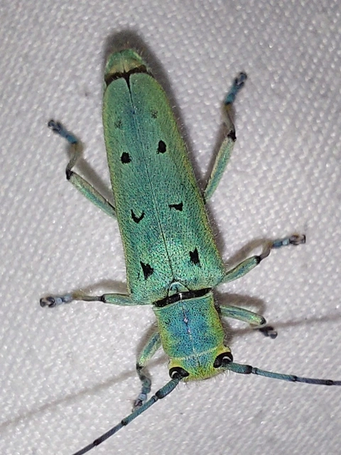 Saperda octopunctata - nyolcpontos cincér