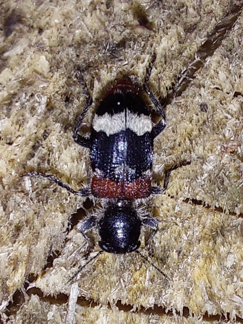 feketenyakú szúfarkas - Clerus mutillarius