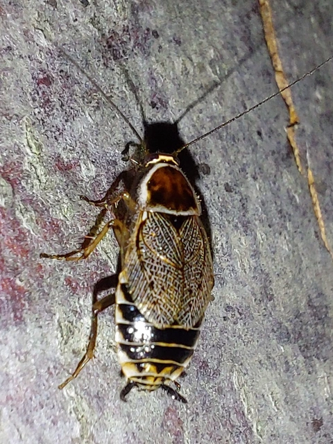 Blattodea - Csótányok