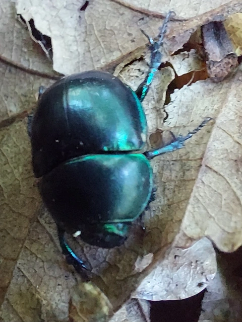 Trypocopris vernalis - tavaszi álganéjtúró
