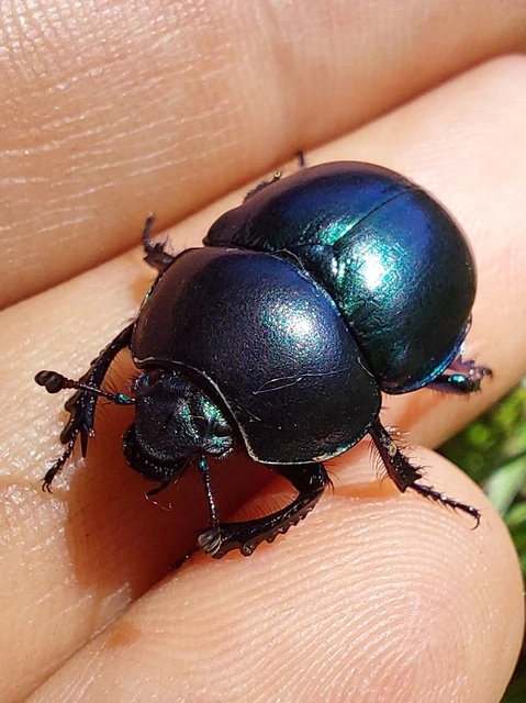 Trypocopris vernalis - tavaszi álganéjtúró