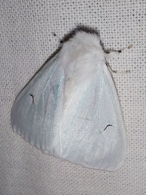 L-betűs gyapjaslepke - Arctornis l-nigrum