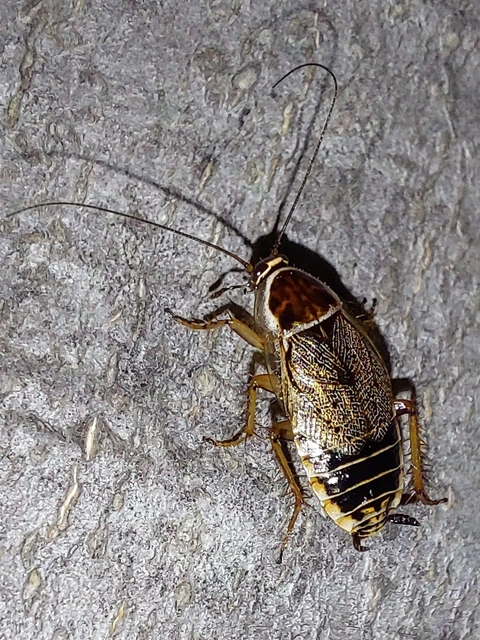 Blattodea - Csótányok