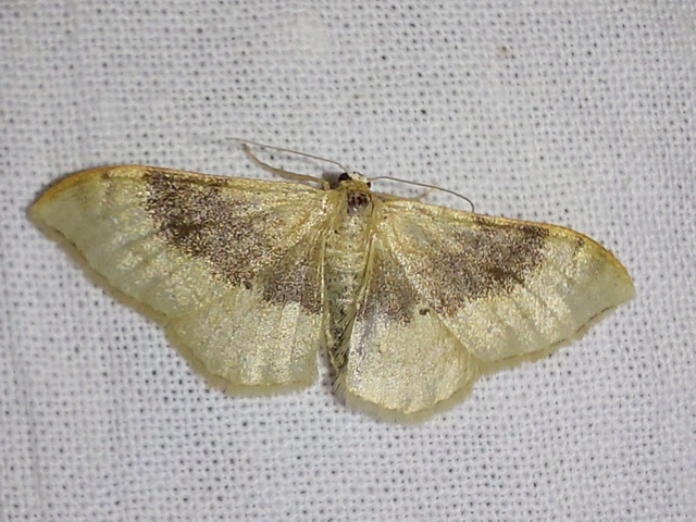 barnasávos araszoló - Idaea degeneraria