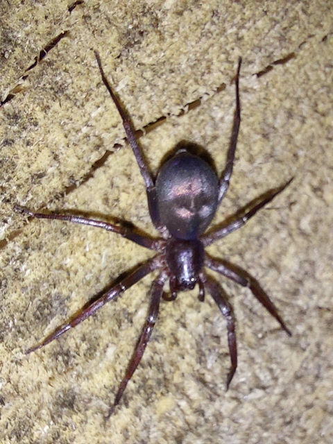 csillogó avarpók - Drapeta rutilans