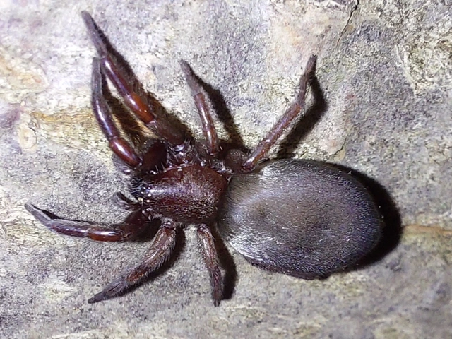 Scotophaeus