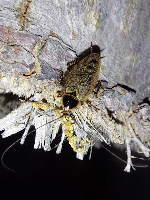 Ectobius Ectobius