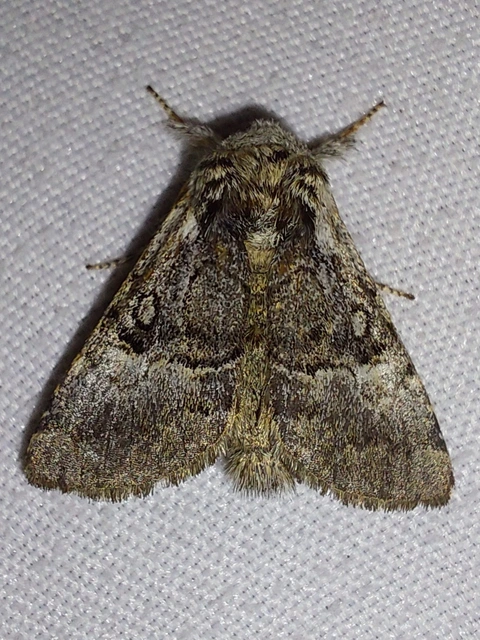 mogyoróbagoly - Colocasia coryli