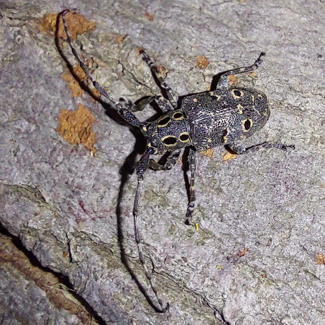 szemfoltos cincér - Mesosa curculionoides