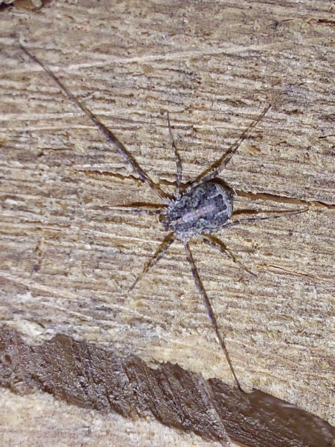 Opiliones - Kaszáspókok