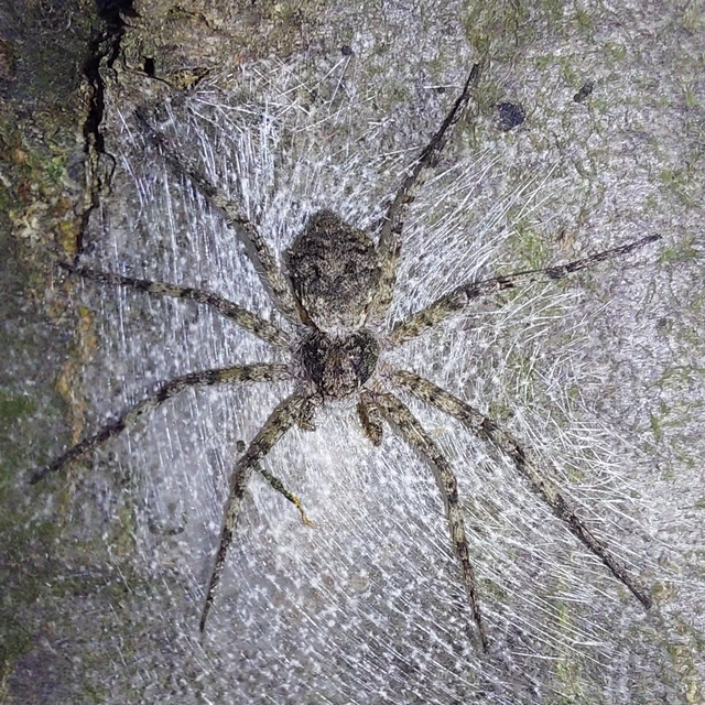 bükkfa-fürgekarolópók - Philodromus margaritatus