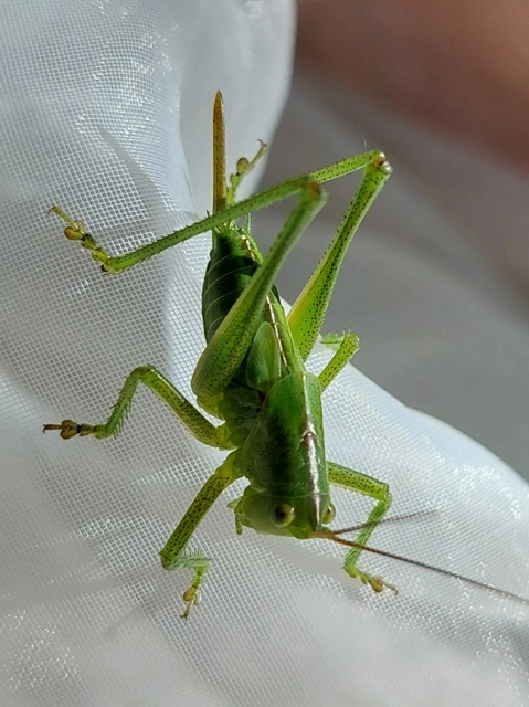 Tettigonia