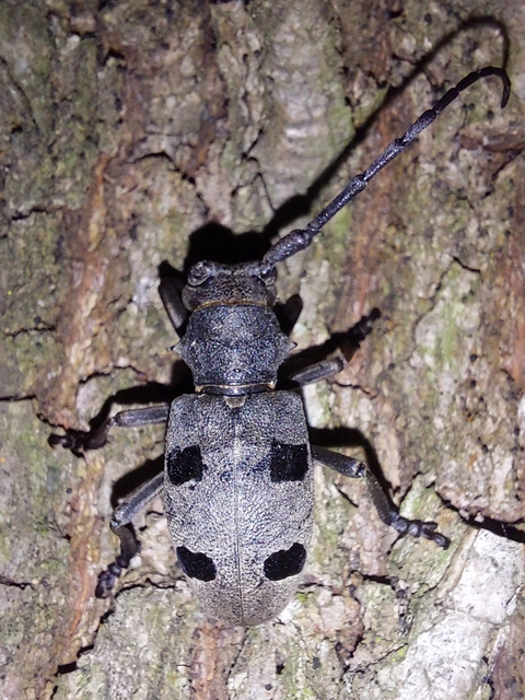 gyászcincér - Morimus asper funereus