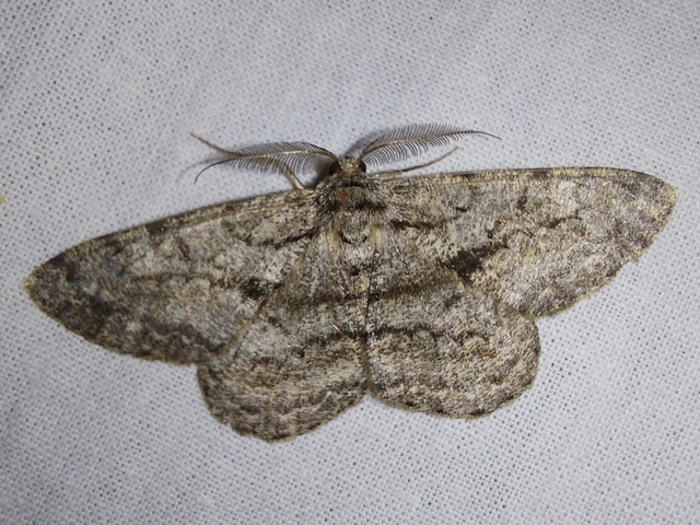 nagy tölgyfaaraszoló - Hypomecis roboraria