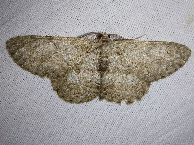 pettyes faaraszoló - Hypomecis punctinalis