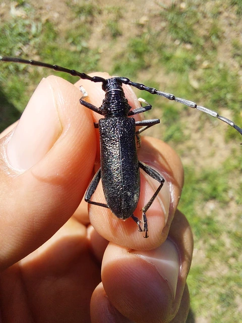 kis hőscincér - Cerambyx scopolii