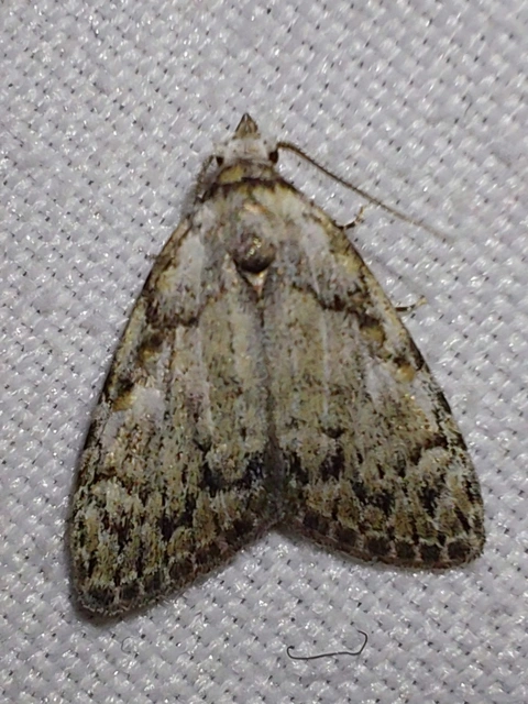 hamvas pamacsosszövő - Meganola strigula