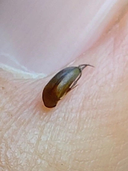 Mordellidae - marókafélék