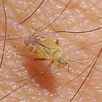 Psallus