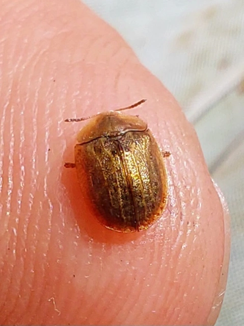 közönséges bordáspajzsbogár - Hypocassida subferruginea