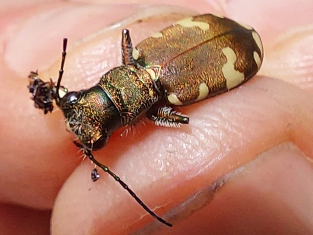 erdei homokfutrinka - Cicindela sylvicola