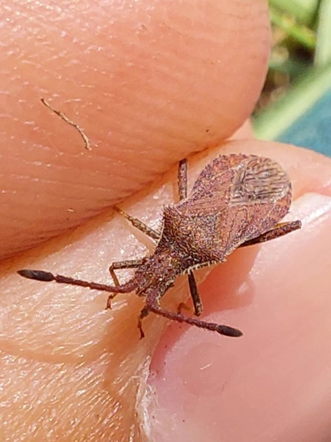 Coriomeris