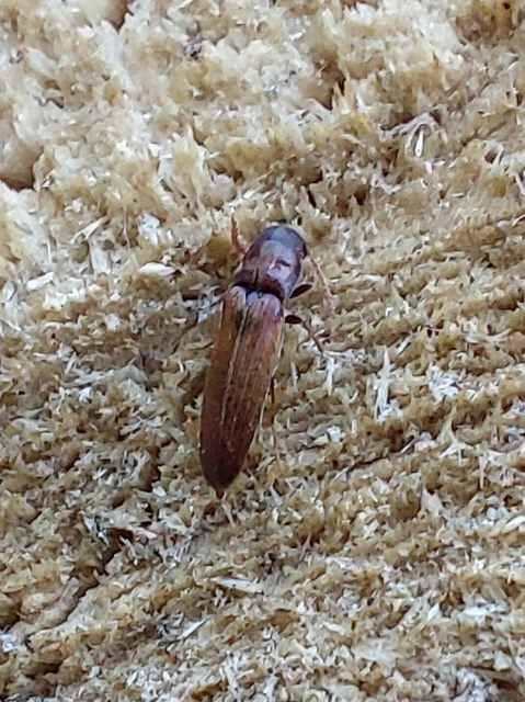 Eucnemidae - tövisnyakúbogár-félék