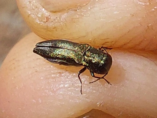 ólmosfényű karcsúdíszbogár - Agrilus hastulifer