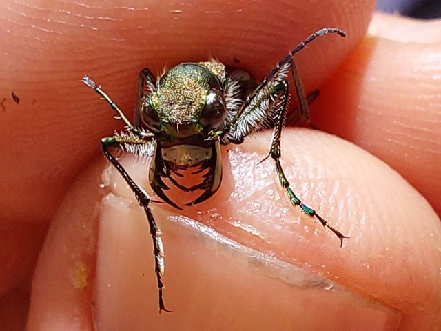 Cicindela sylvicola - erdei homokfutrinka