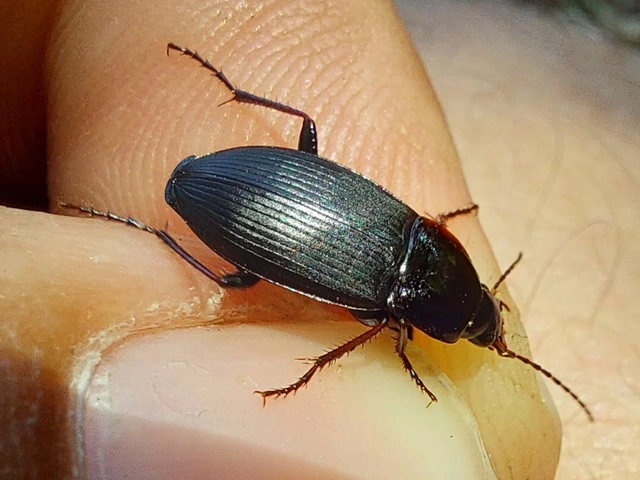 sokpontos tarfutó - Calathus fuscipes