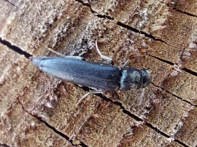 Eucnemidae - tövisnyakúbogár-félék
